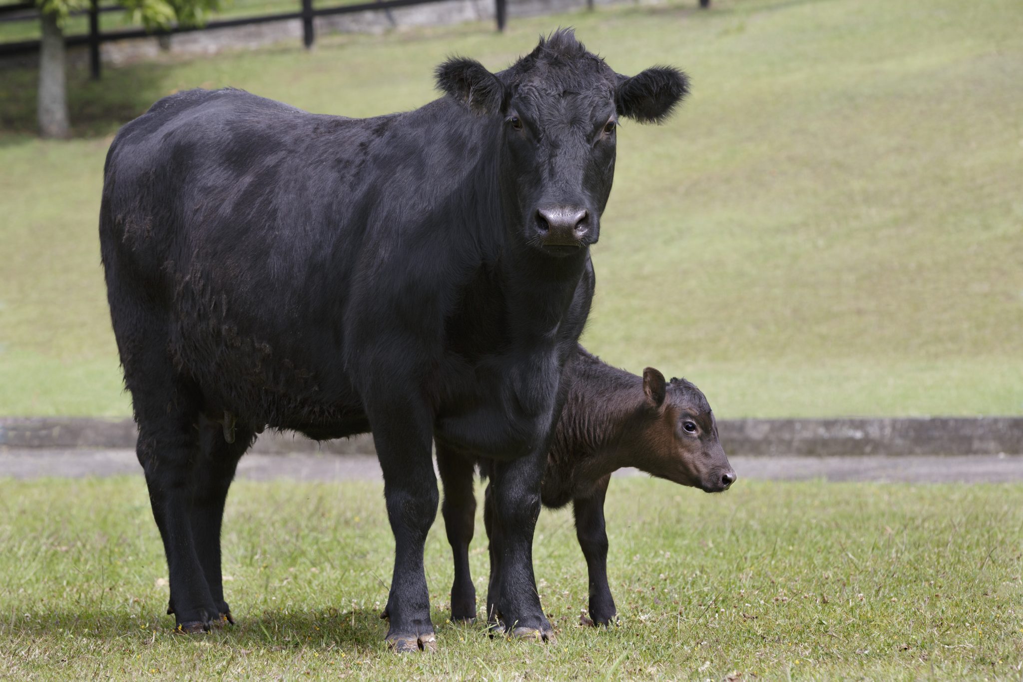 Dr. Glenn Selk on the Third Stage of Calving: Shedding of Fetal Membranes 