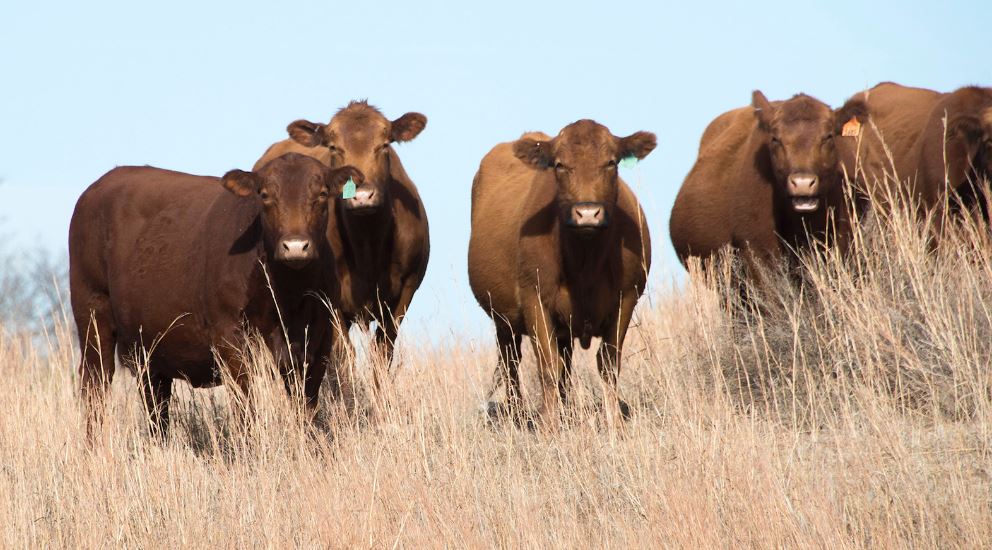 Review Information about Johne's Disease prior to Calving Season 