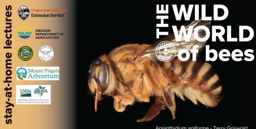 The World according to Bees Webinar by Terry Griswold 