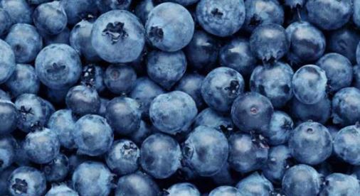 AFBF Disappointed in Blueberry Investigation Ruling