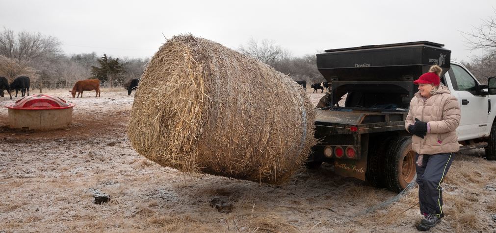 Take steps to Maximize Available Hay in Cattle Operations 