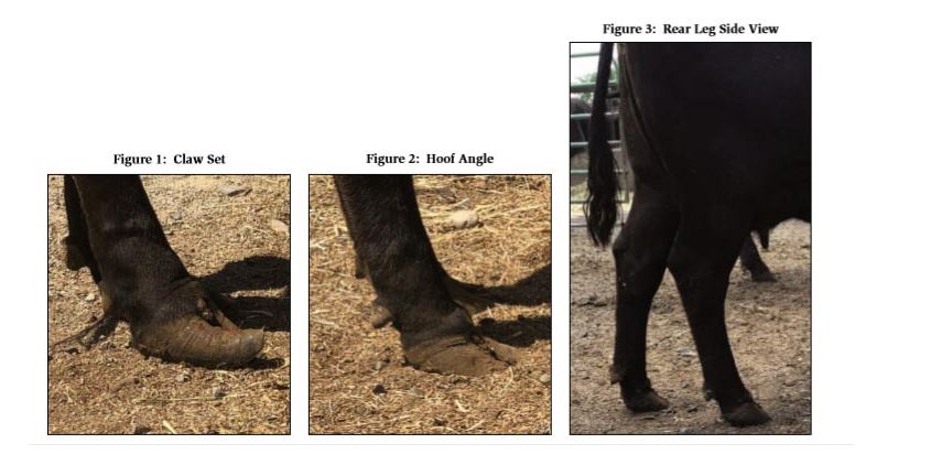 Now is a Great time to Collect Feet/leg Scores on your Yearling Bulls