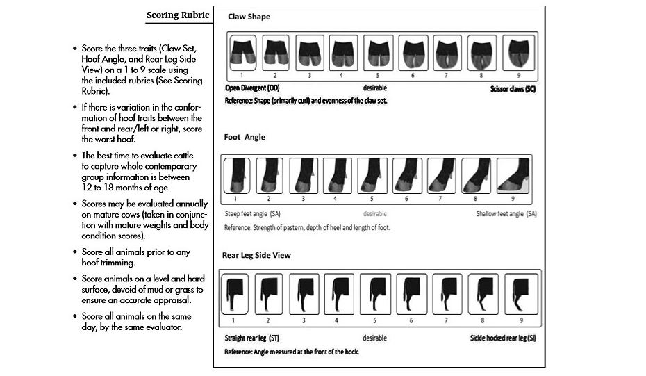 Now is a Great time to Collect Feet/leg Scores on your Yearling Bulls