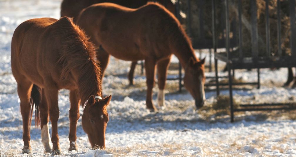 Horse owners need to be Watchful for Signs of Colic 