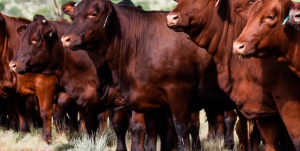 Application of Advanced Genetic Technology in Beef Cattle Webinar