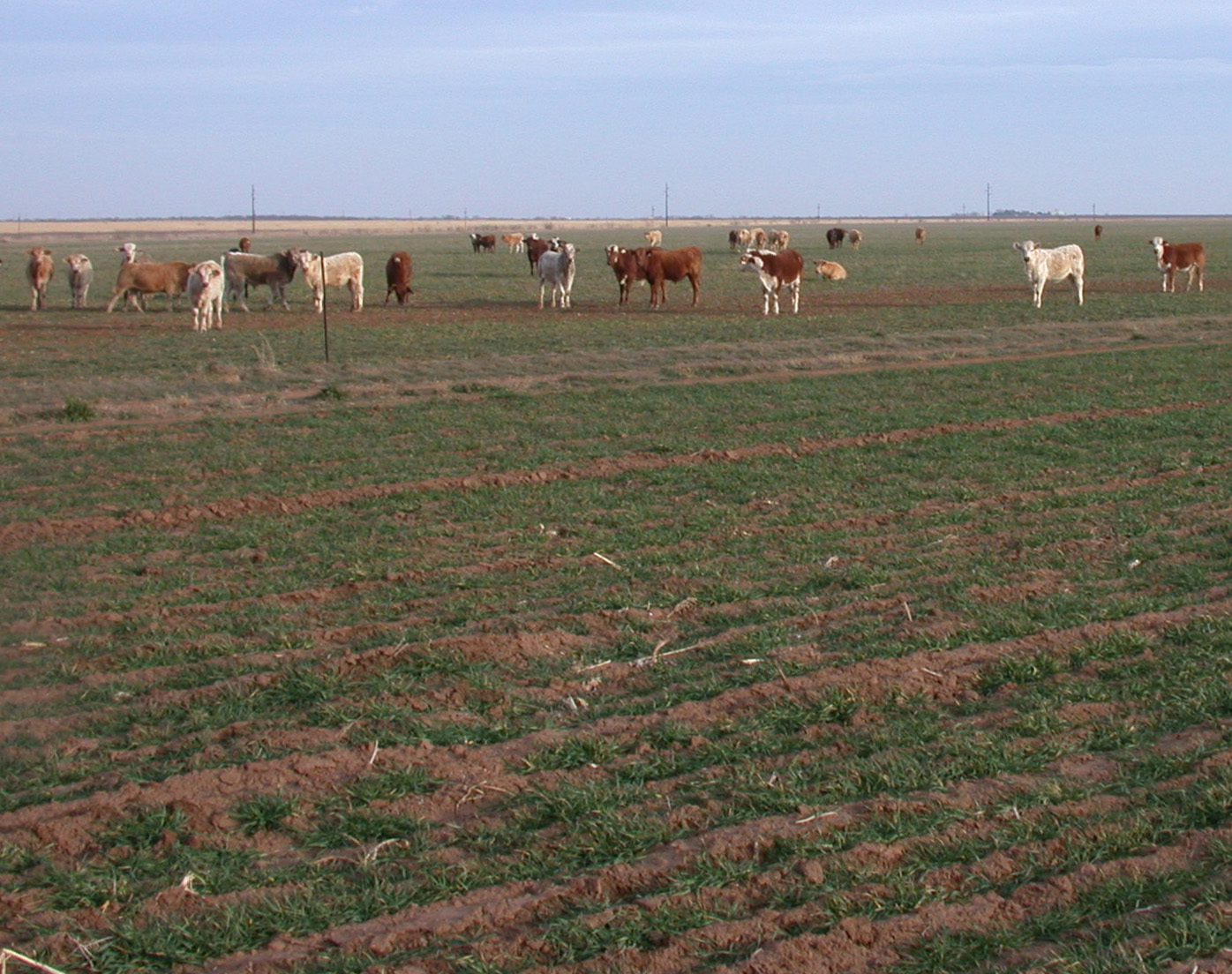 Latest USDA Crop Progress Report Has Oklahoma Wheat Crop in Decent Shape as Texas Continues to Assess Freeze Damage