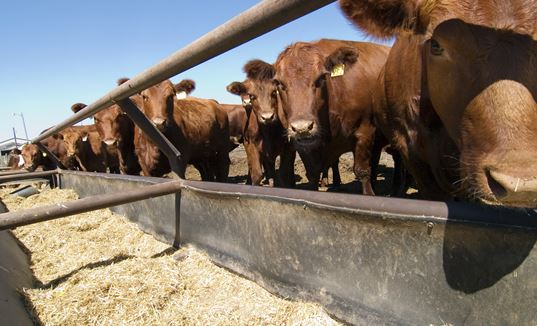 2021 USDA Feedlot Study on Cattle Health and Management