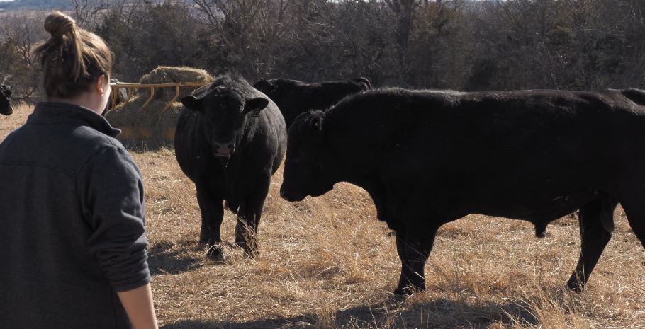 Dr. Rosslyn Biggs Encourages Producers to Check Bull Fertility for Possible Frostbite Effects