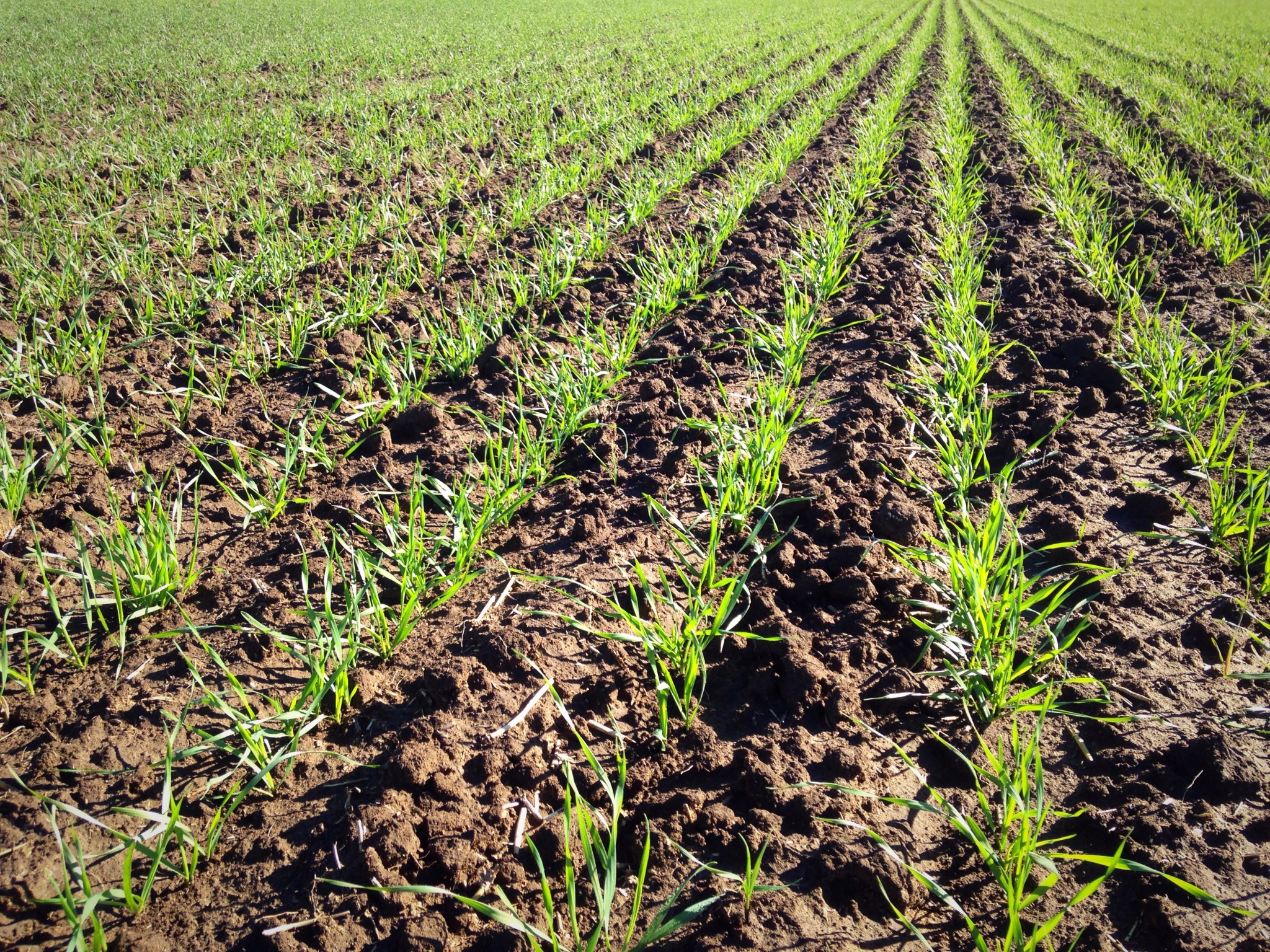 Oklahoma Farm Report Oklahoma Wheat Crop Top Rated Among High Plains