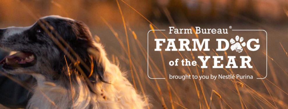 Farm Bureau Farm Dog of the Year Nominations Now Open 