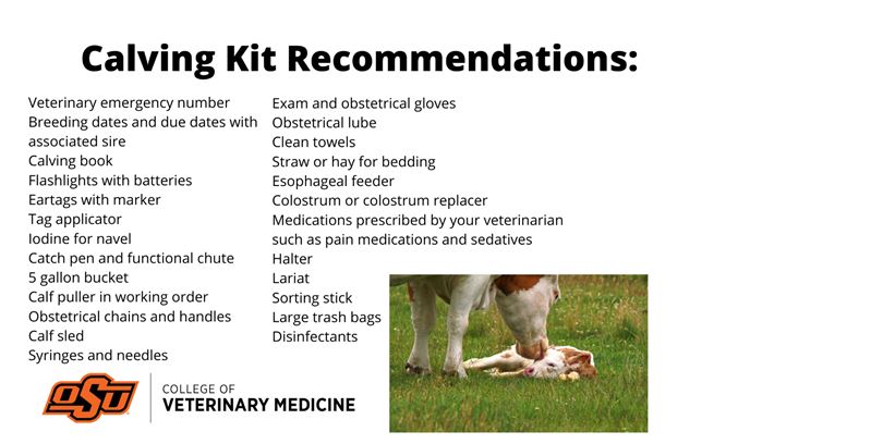 Dr. Rosslyn Biggs with Considerations for Newborn Calf Health