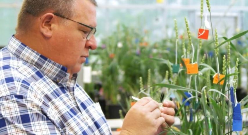 Wheat Breeding Builds on Historic Processes and Genetic Traits