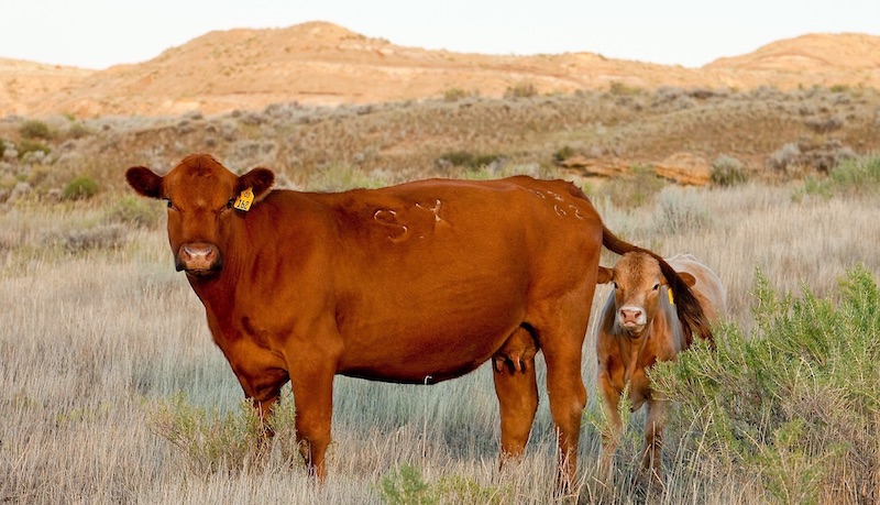 Genetic Prediction in Beef Cattle and Expected Progeny Differences