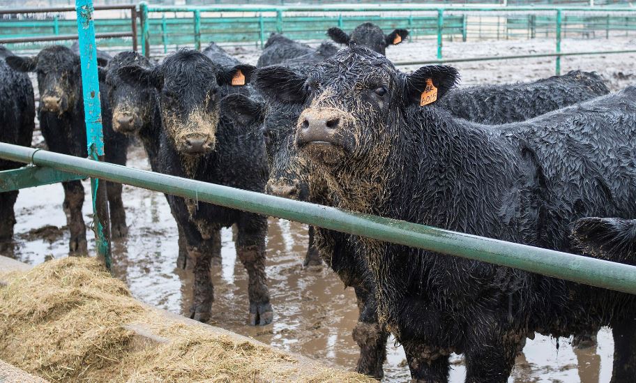 Cattle producers Should know signs of Foot Rot