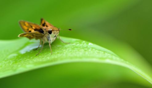 Butterfly  Increase and Decline Related to Climate