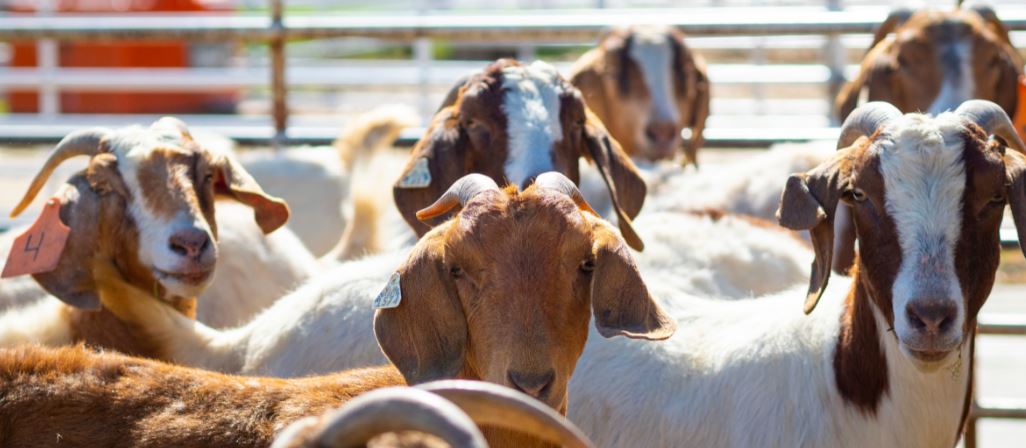Oklahoma's Meat Goats tough out COVID-19 Disruptions