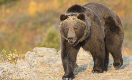 FWS Keeps ESA Status for Grizzly Bears Despite Recovered Populations