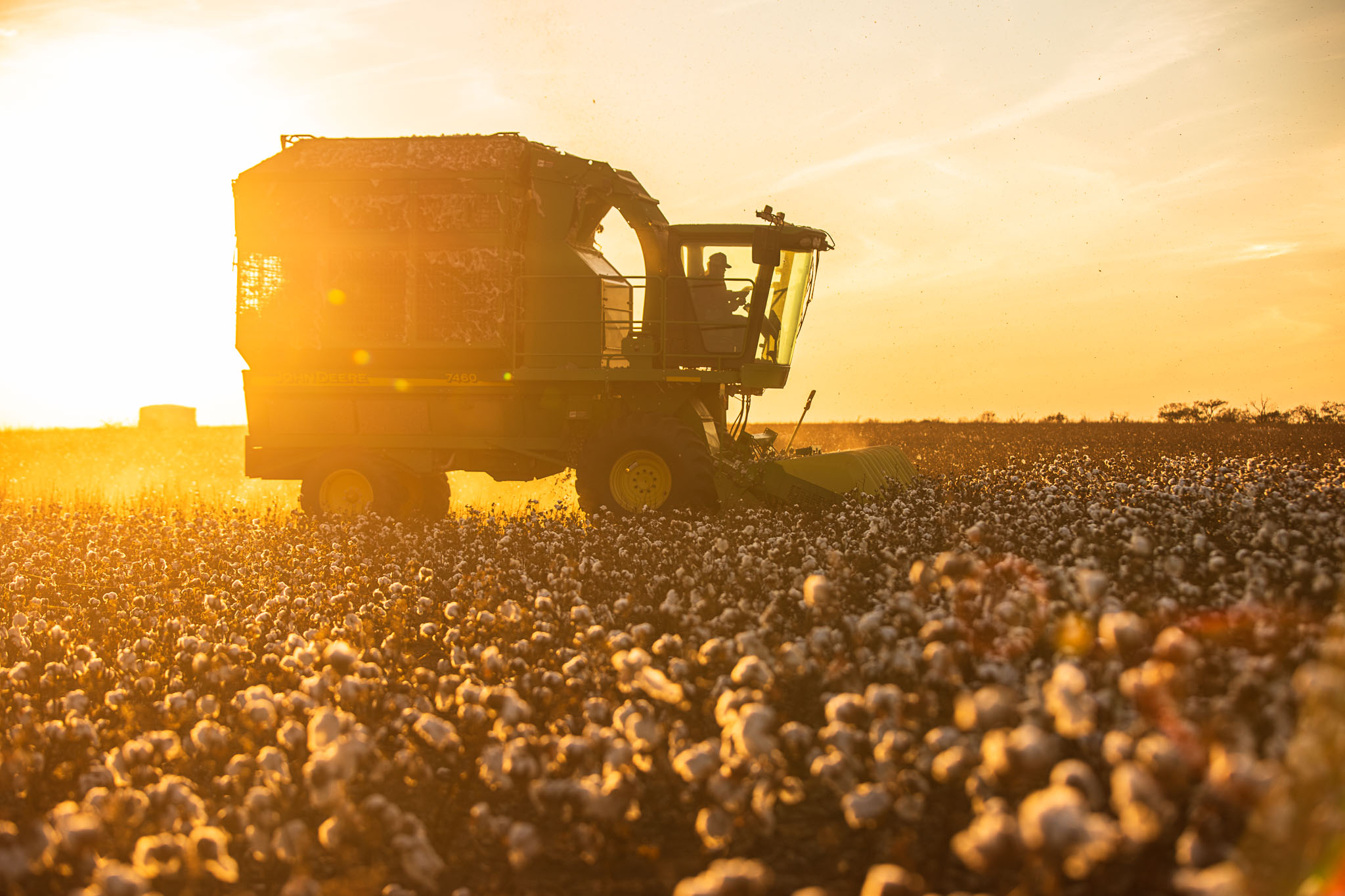 USDA Forecasts 2021 Cotton Acreage  