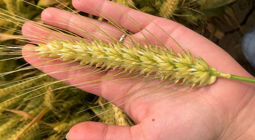 AgriPro and WestBred Apply Advanced Research in Wheat Breeding Programs