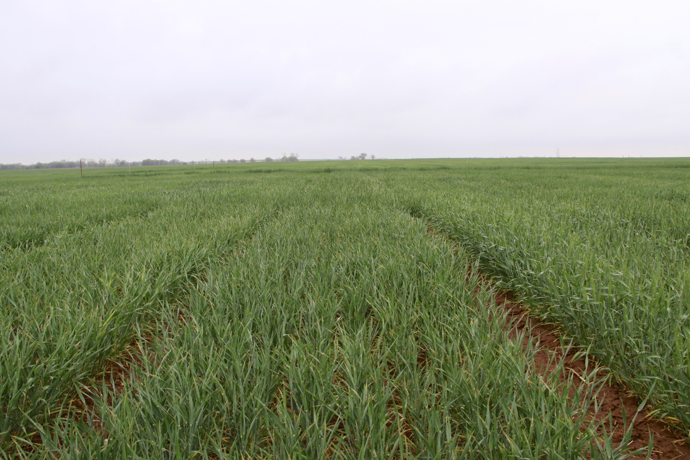 Oklahoma Wheat Crop Condition Leads The Region in The First Major USDA Crop Progress Report of The Spring
