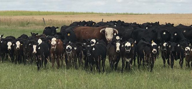 6 Tips to Prepare Your Herd for Breeding Season
