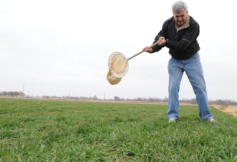 Oklahoma Wheat Crop looks Good, but Growers need to remain Vigilant 