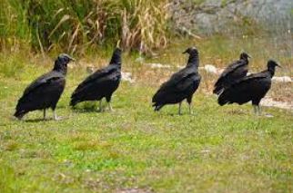 ODAFF Receives Master Black Vulture Depredation Permit