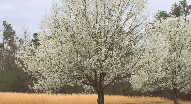 Callery Pear causes issues in Landscape and Pastureland