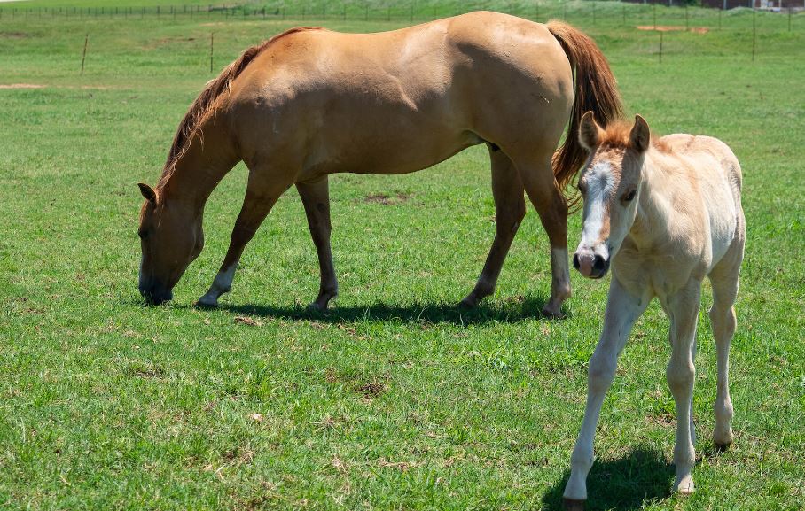 Creep feeding a Good Practice for Raising Foals 