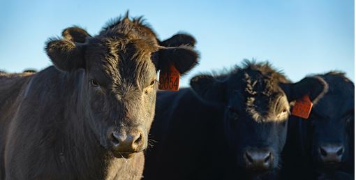 New Zealand to End Livestock Exports Due to Animal Welfare Concerns