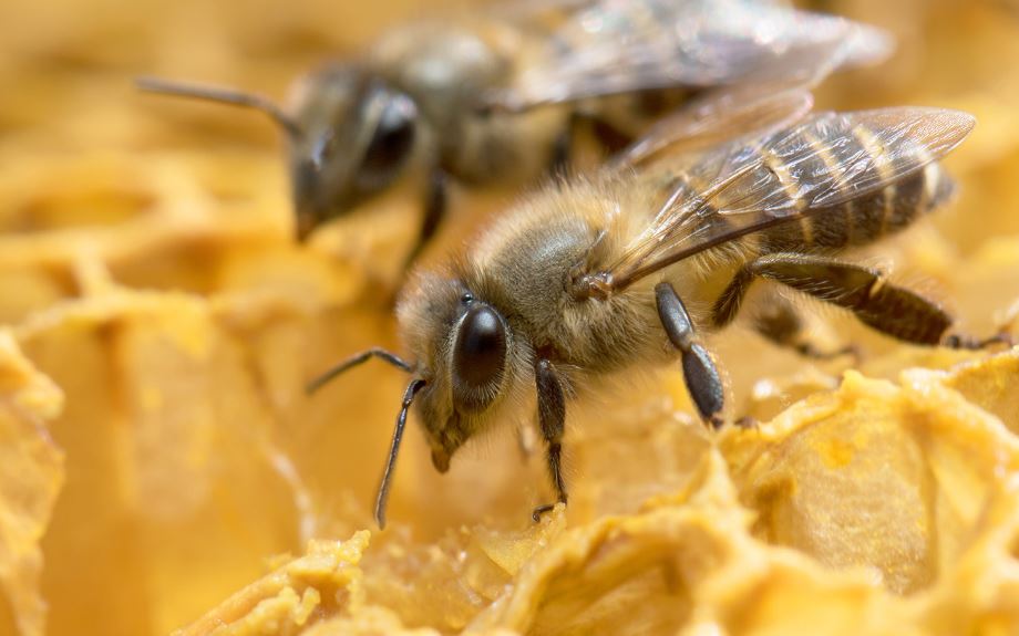 USDA grant to support expansion of online tool for bee conservation