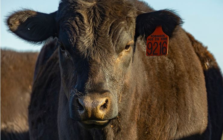Get the Most out of Higher Cattle Placement Weights in Feedlots 