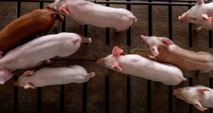 Cost of Pork Production  Know Your Bottom Line