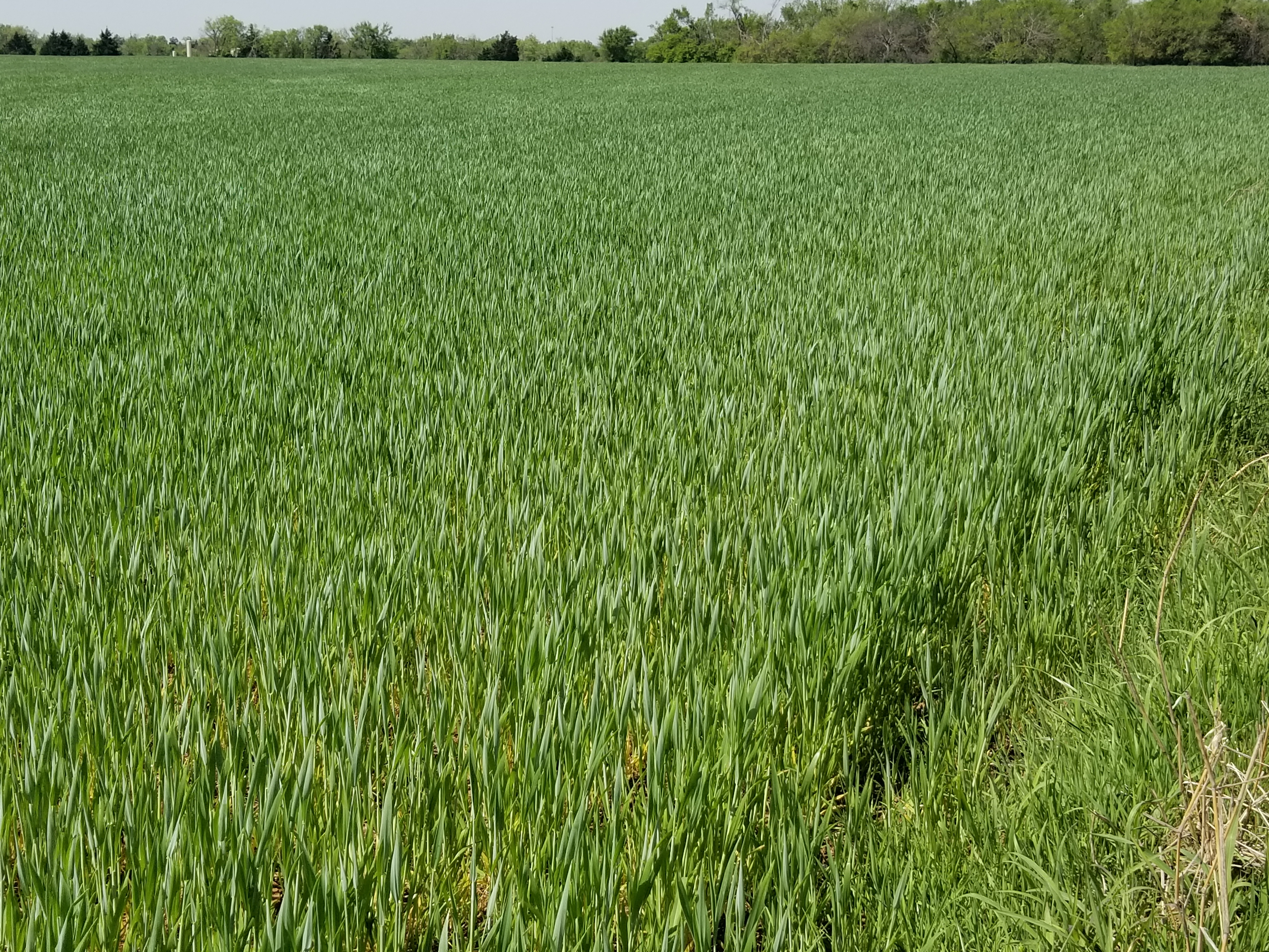 Oklahoma Wheat Crop Condition Drops 9 Points But Still Ranks Among The Best in The Region According to Latest USDA Crop Progress Report