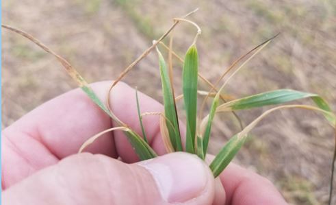 Oklahoma State recommendations for Checking potential Freeze Damage in Wheat 