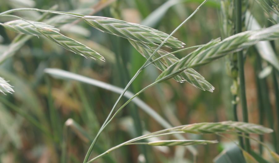 NIFA Grant research targets Noxious Rescuegrass Weed