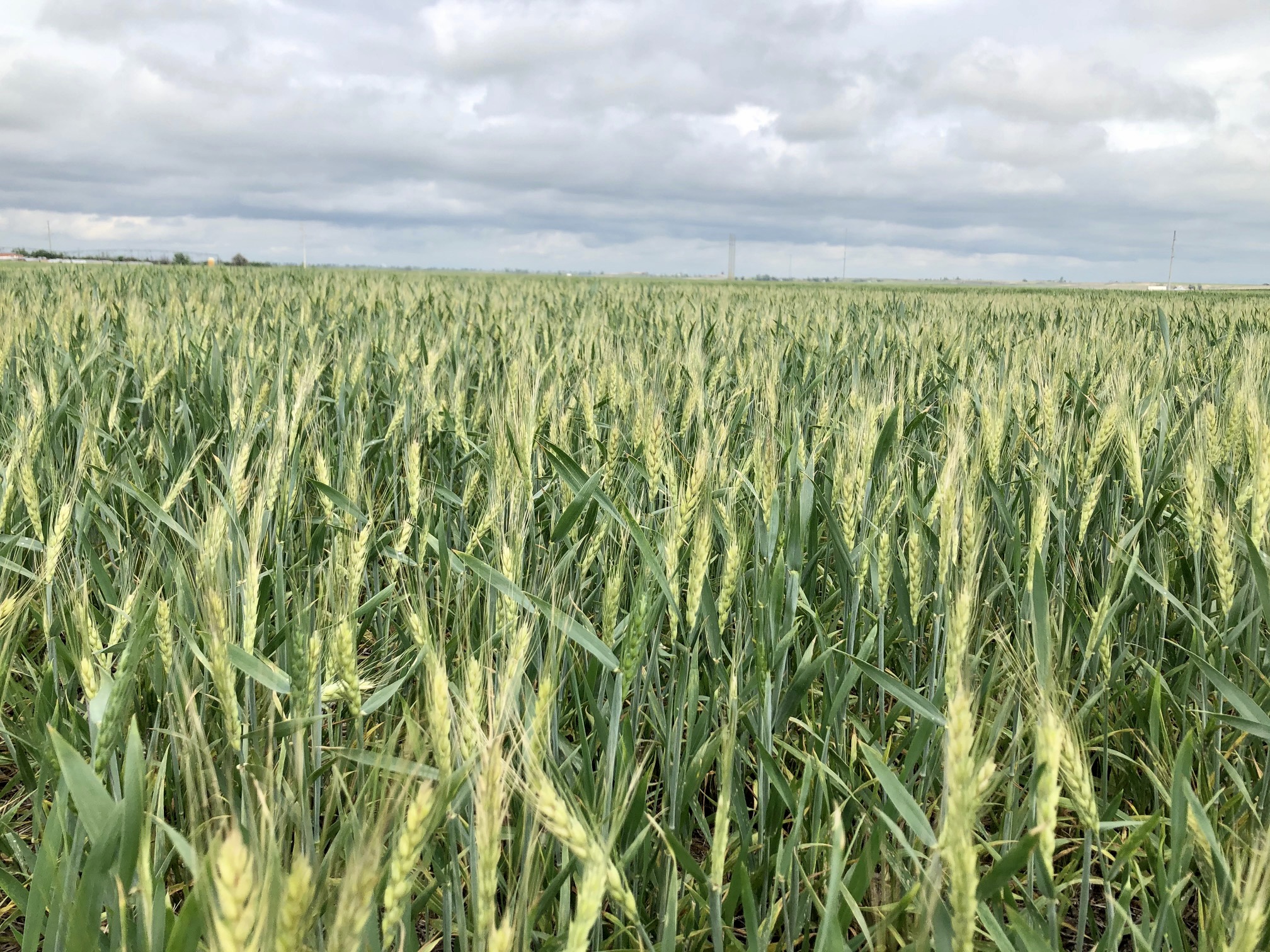 Freeze Damage Showing Up in Oklahoma Wheat Fields- But Does Not Appear to be Widespread