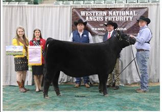 Express Ranch Takes home Premier Breeder Title and More at 2021 Western National Angus Futurity