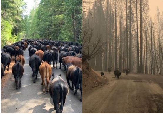 Cattle Rancher to Congress: Active Management Necessary to Curb Wildfires