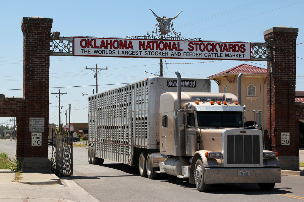  Feeder Steer and Heifers Lower, Steer Calves Higher, Heifer Calves Lower at Oklahoma National Stockyards on Monday