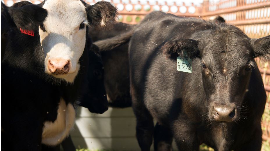 Follow BQA Principles When Working Cows and Calves