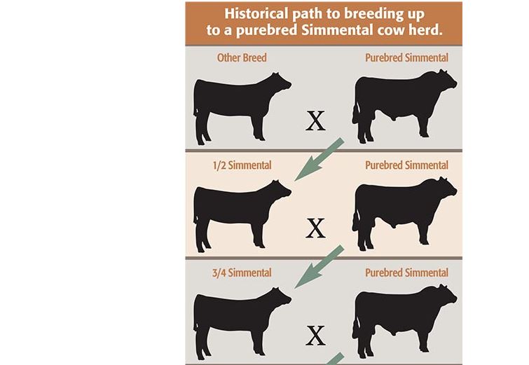 Historical Path to Breeding Up to a Purebred Simmental Cow Herd