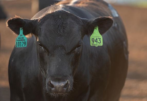 Paul Beck Gives Advice on Growth Promoting Technologies for Beef Production