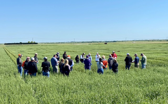 Kansas Wheat Alliance President Daryl Strouts Says Kansas Crop is in Good Shape