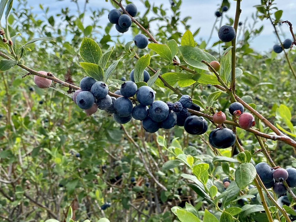U-Pick Helps Blueberry Grower Extend Her Season and Replace Market Decimated by Mexican Imports