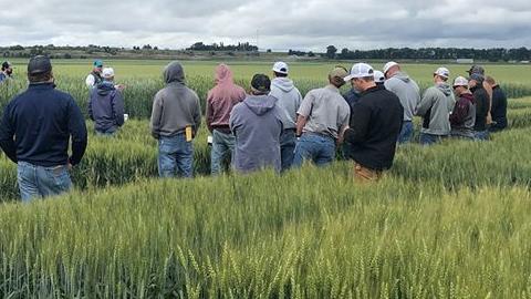 Rain Brings Rust Disease Challenges For Wheat Producers as Dale Clark, Nutrien Ag Solutions, Encourages Producers to Pick Resistant Varieties