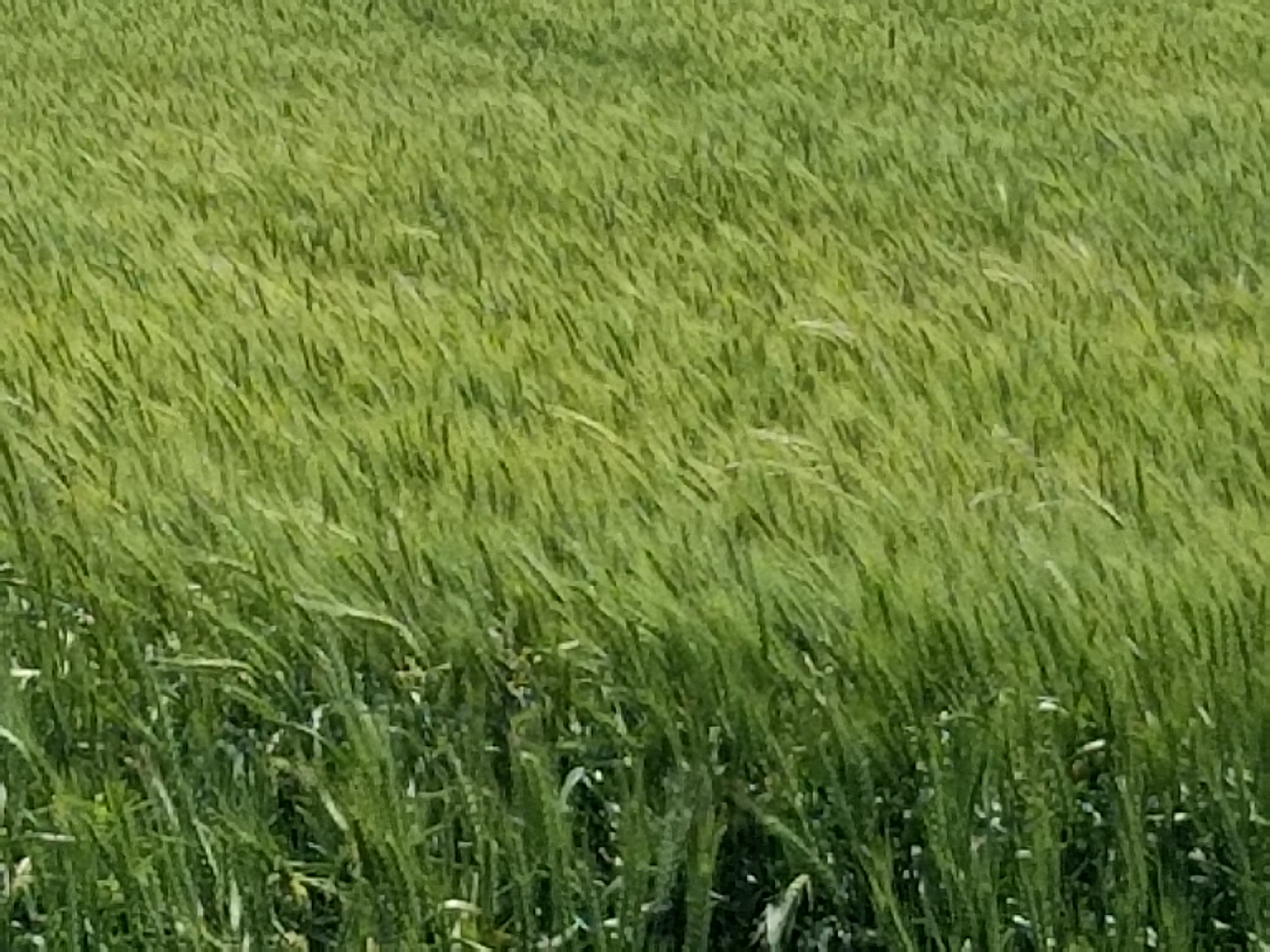 Texas Winter Wheat Crop Could be Better Than Expected