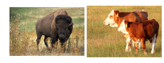 Simmental and Bison Genomes Released