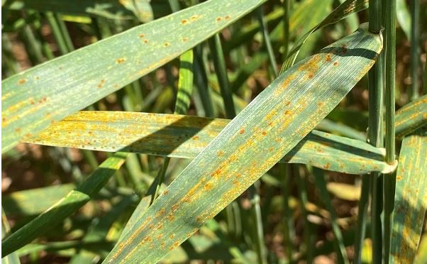 Oklahoma Wheat Disease Update for May 21, 2021 Shows Signs of Rust, Black Chaff, and Leaf Spot 