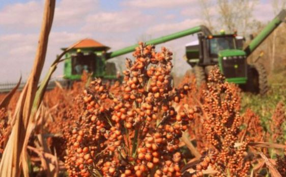 National Sorghum Producers Welcomes Farm Credit as Silver Level Industry Partner